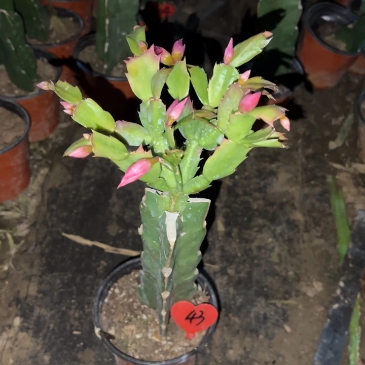 *****当前无花栽培后可以开花068  43