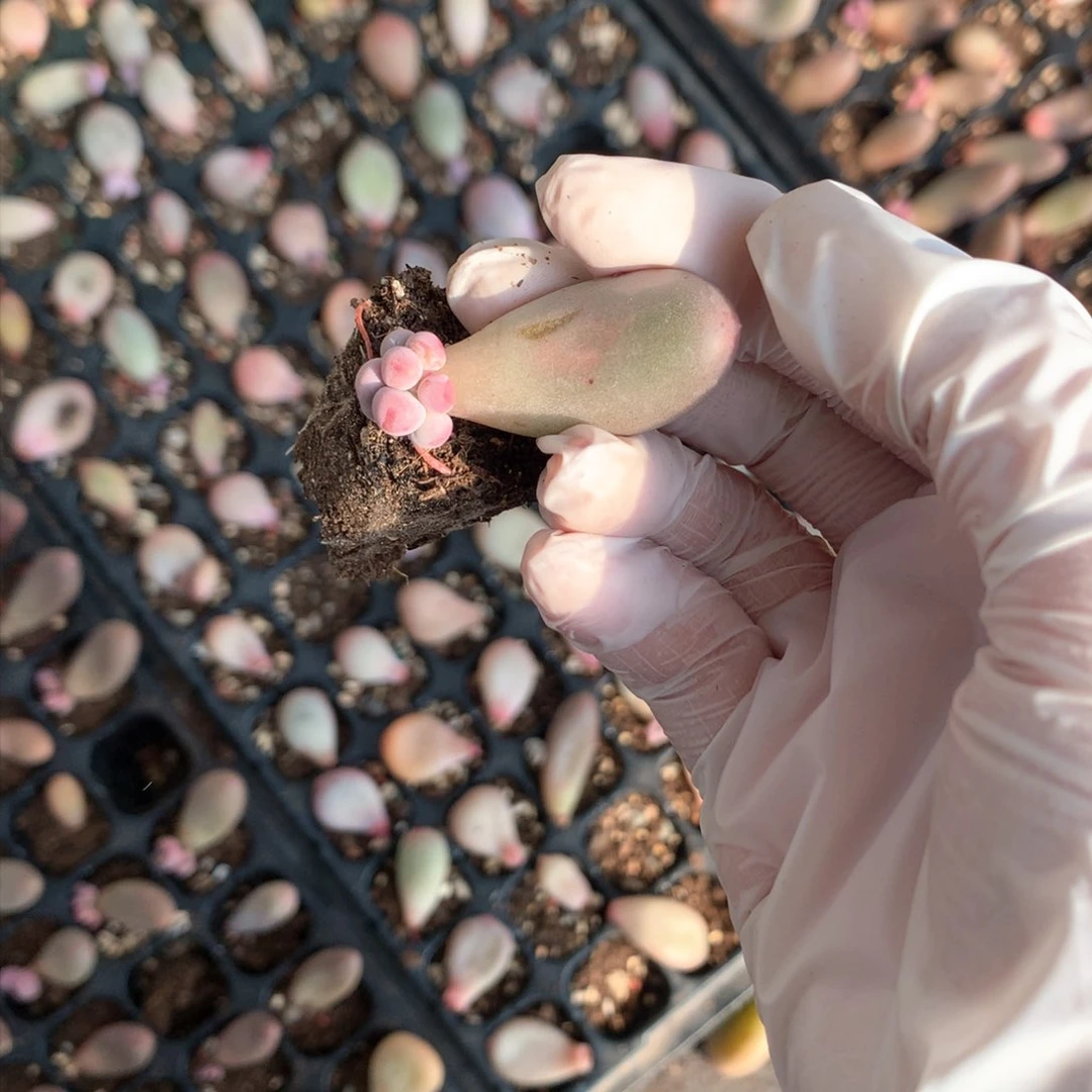 咩****乖米可奶酪多肉1-3