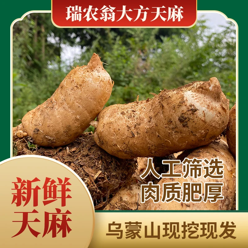 瑞农翁大方鲜天麻带泥现挖现发 贵州特产乌蒙山野外种植保汤佳品
