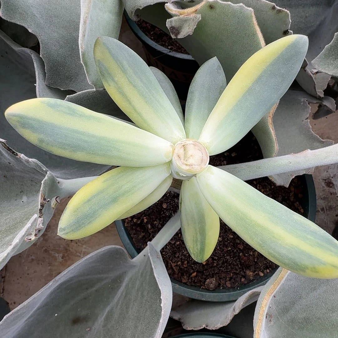 K系拉丝叶片1片111111220-300