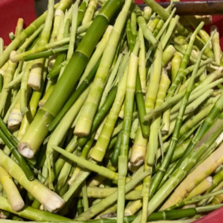 【怀化高山野生竹笋】湖南农家新鲜绿色野生蕨菜香椿