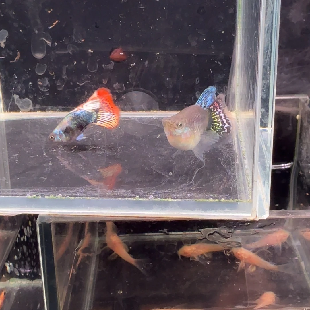孔雀鱼七彩龙鳞球1对