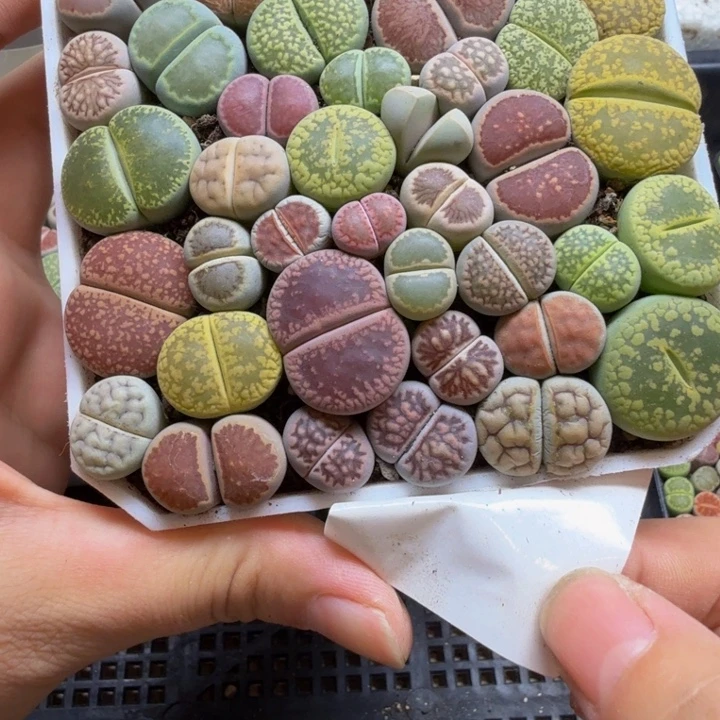 多肉植物的生长发育5