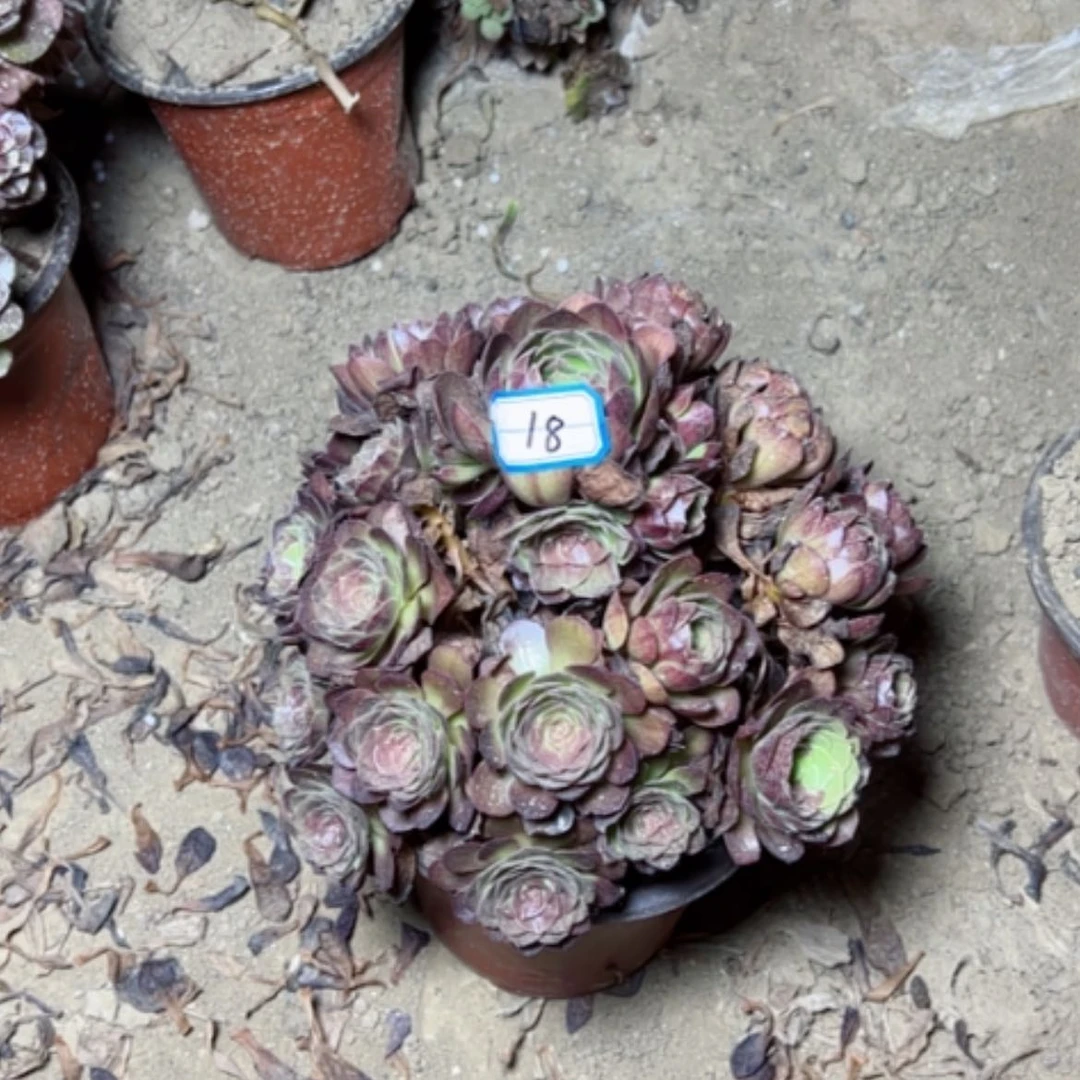 【闪购商品】多肉植物黑魔18