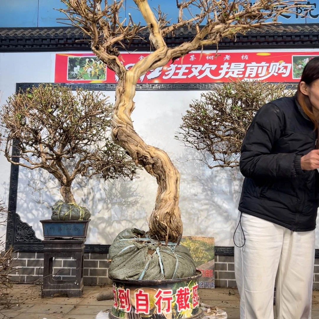 无花朵金银花55888888888888