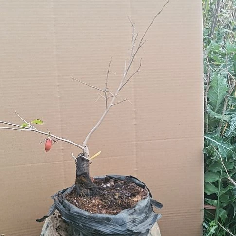 老鸦柿嫁接梦露老鸦柿