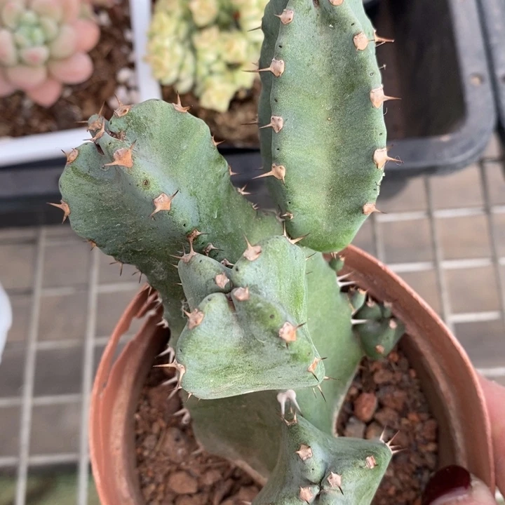 伯克利和格兰两位著名音乐家