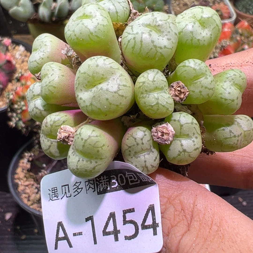 多肉植物111111111111