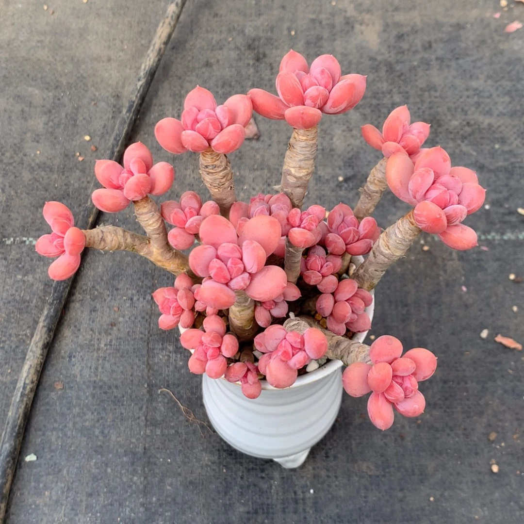 春****?中果的第一次世界