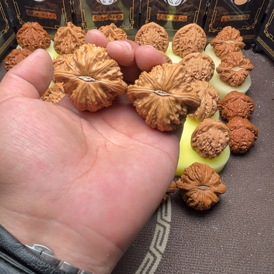 小***学核桃白狮子11111111