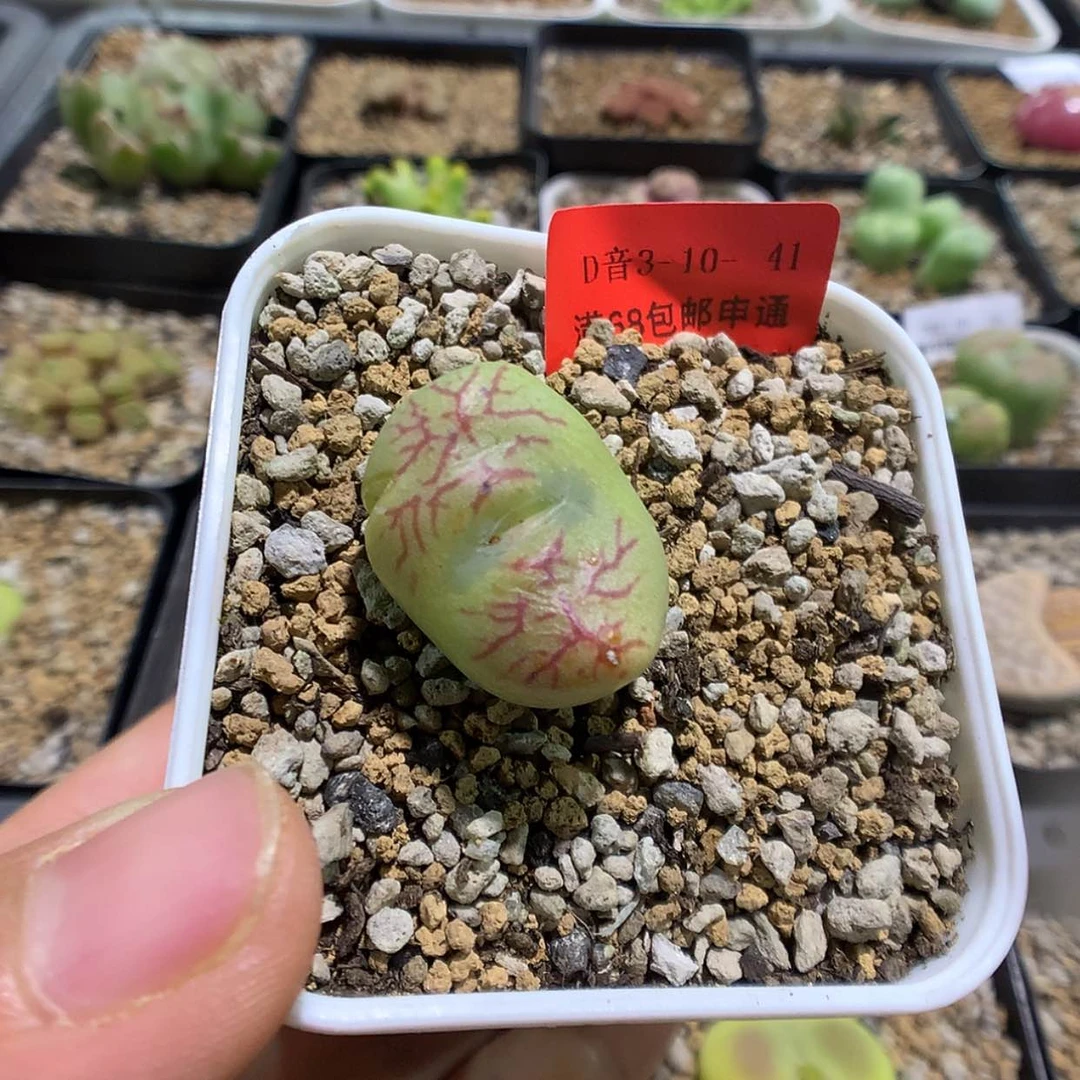 【闪购商品】3-10-41 龙姬杂一颗特50