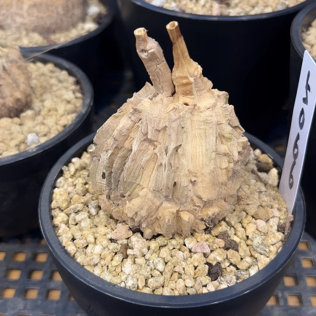 汤圆植物龟甲箩魔5066