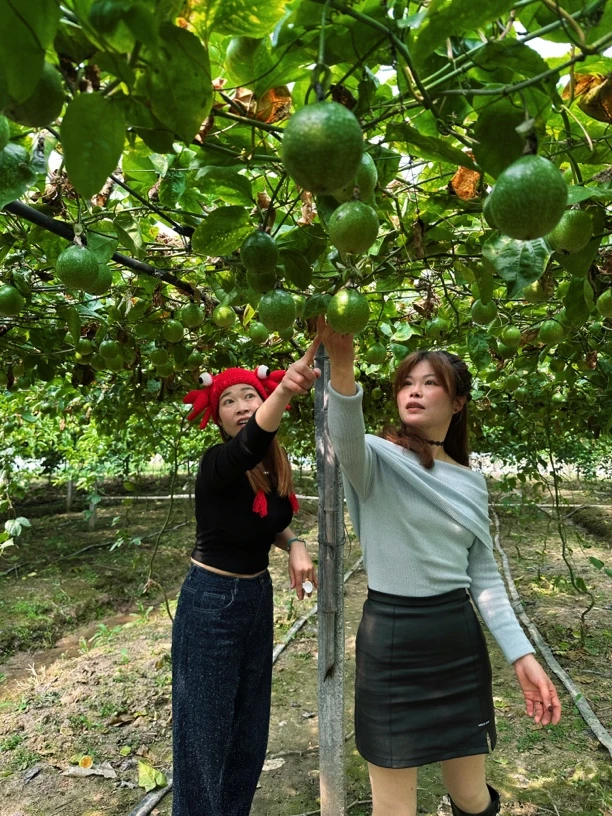 黄金百香果软糯香甜基地直发汁多
