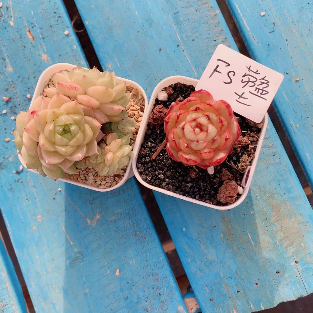 F*麦秆58包邮  群生不包整far