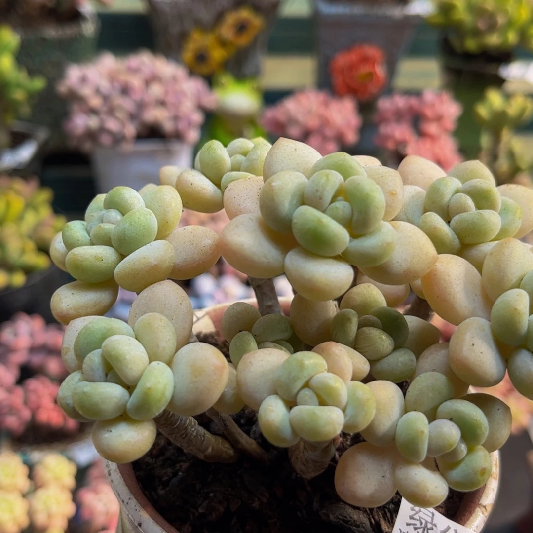 906白奶糖10cm多肉