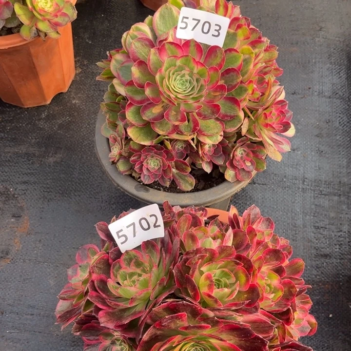 新品赤子心加孔雀翎不售后多肉0203