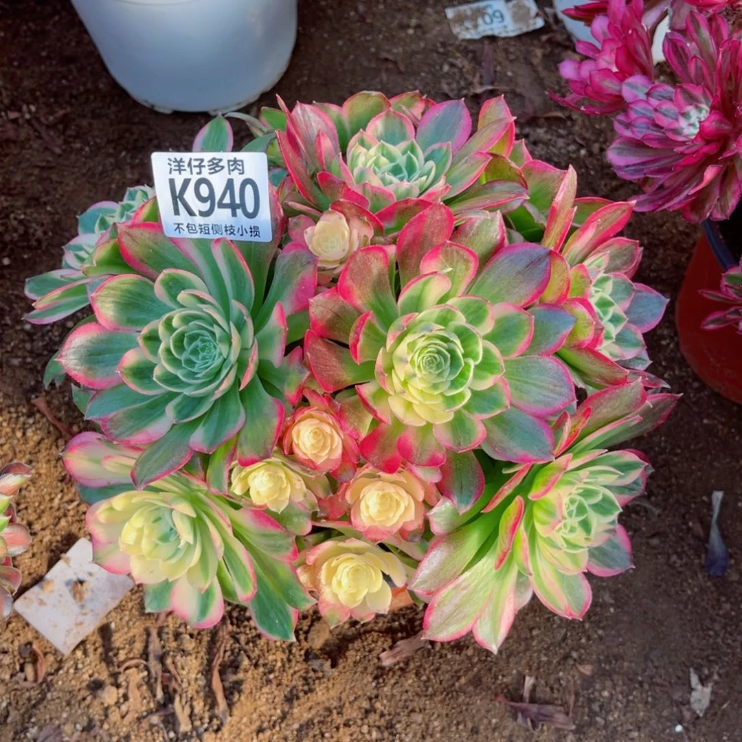 940海王 冠幅22左右