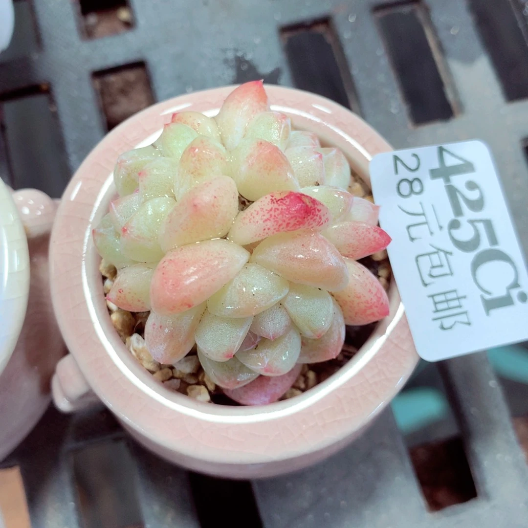 5厘米盆精控多肉425