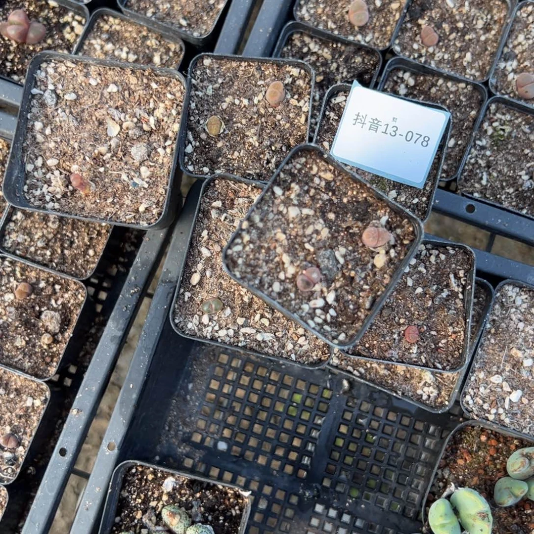 13-78肉锥多肉植物，