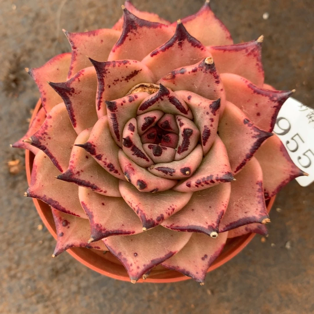 955杂交精品基地10冠