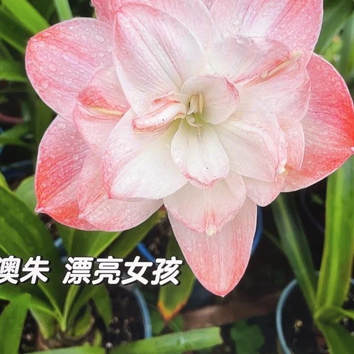 漂亮女孩直径5+基地球