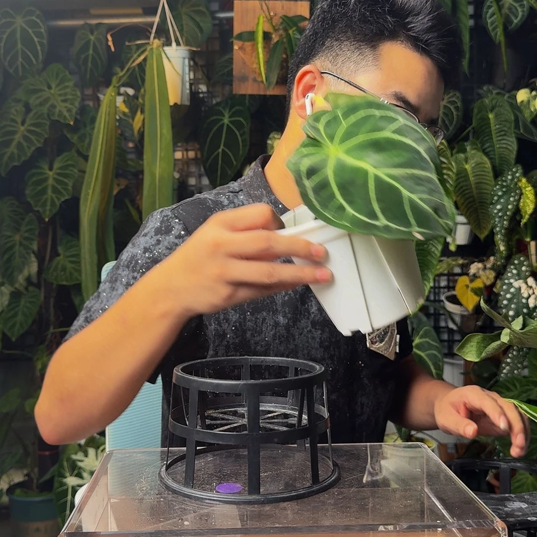 阿***牛完全开放一物一拍J39