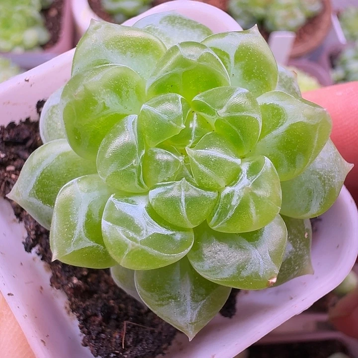 黄财富单开播福利