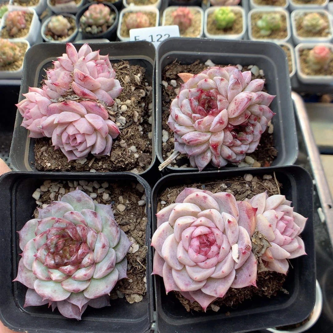 E122y y y y y y y y y y y y