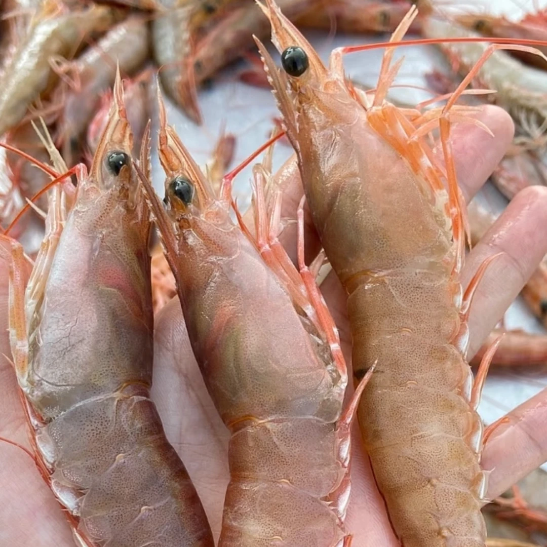 广西北海野生麻虾沙卢虾 发顺丰冷链
