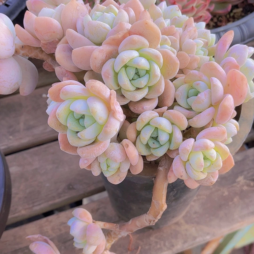 炖肉老桩多肉老桩