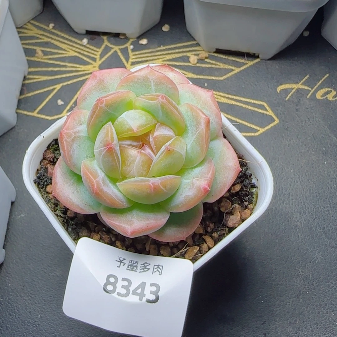 宽叶珍妮，8343多肉植物