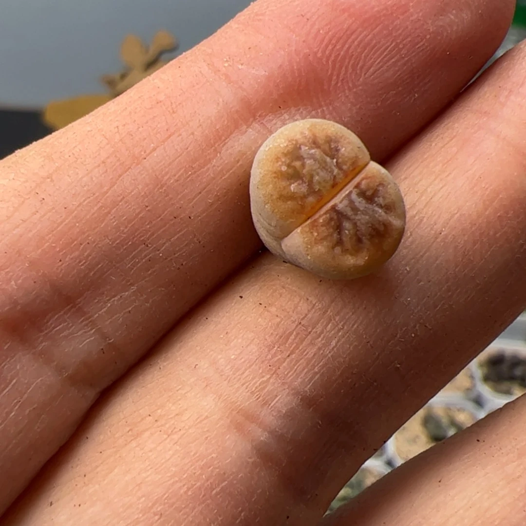 【闪购商品】0000000024隧人氏