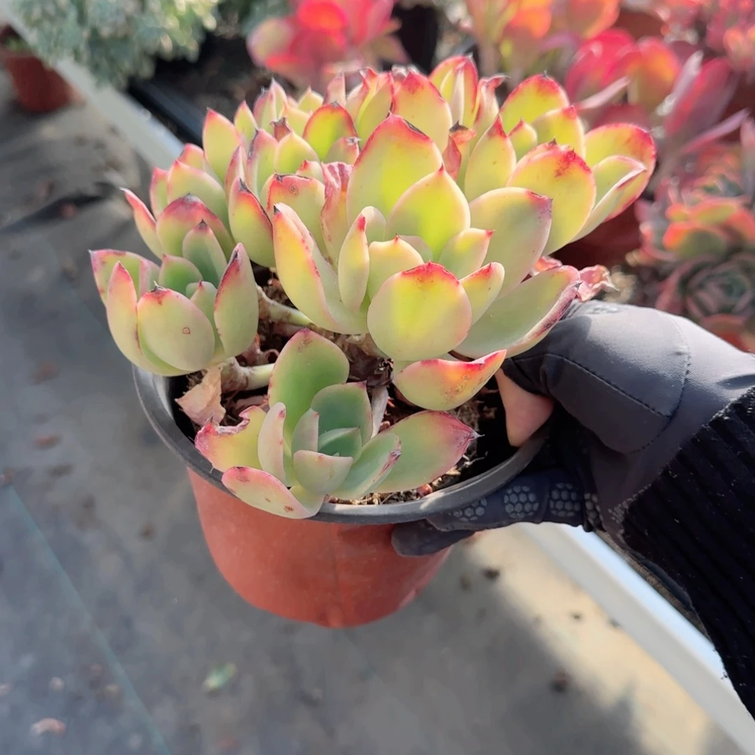 无花朵金辉有砍群小