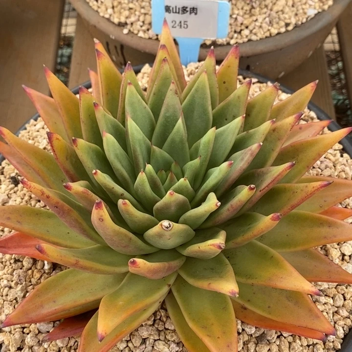 D245- 直播福利 黄金玛丽娅