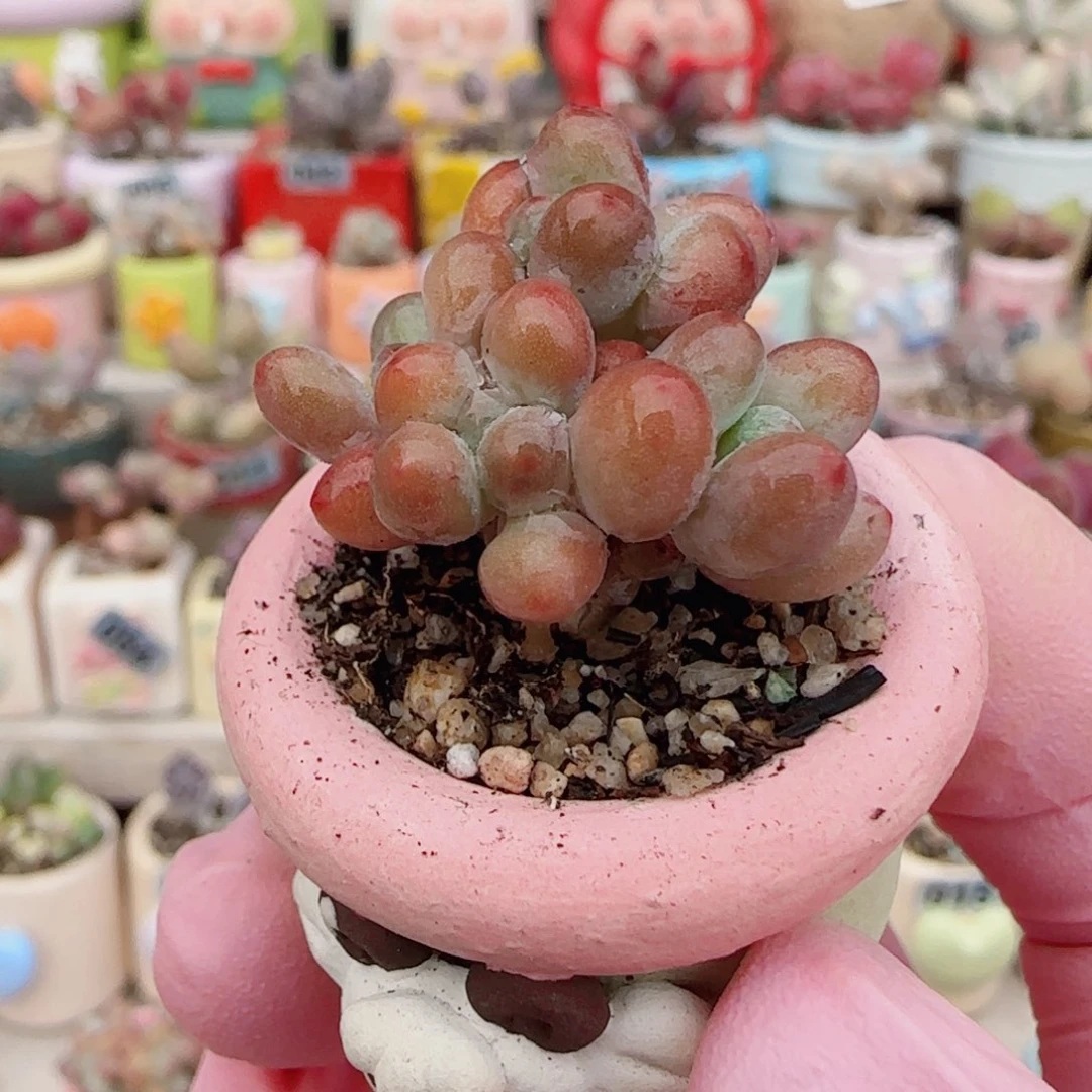 小樱花奶 盆口2.5cm