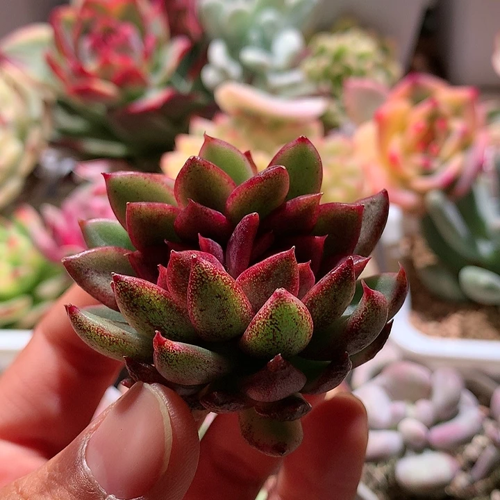 黑水晶玫瑰锦锦双头