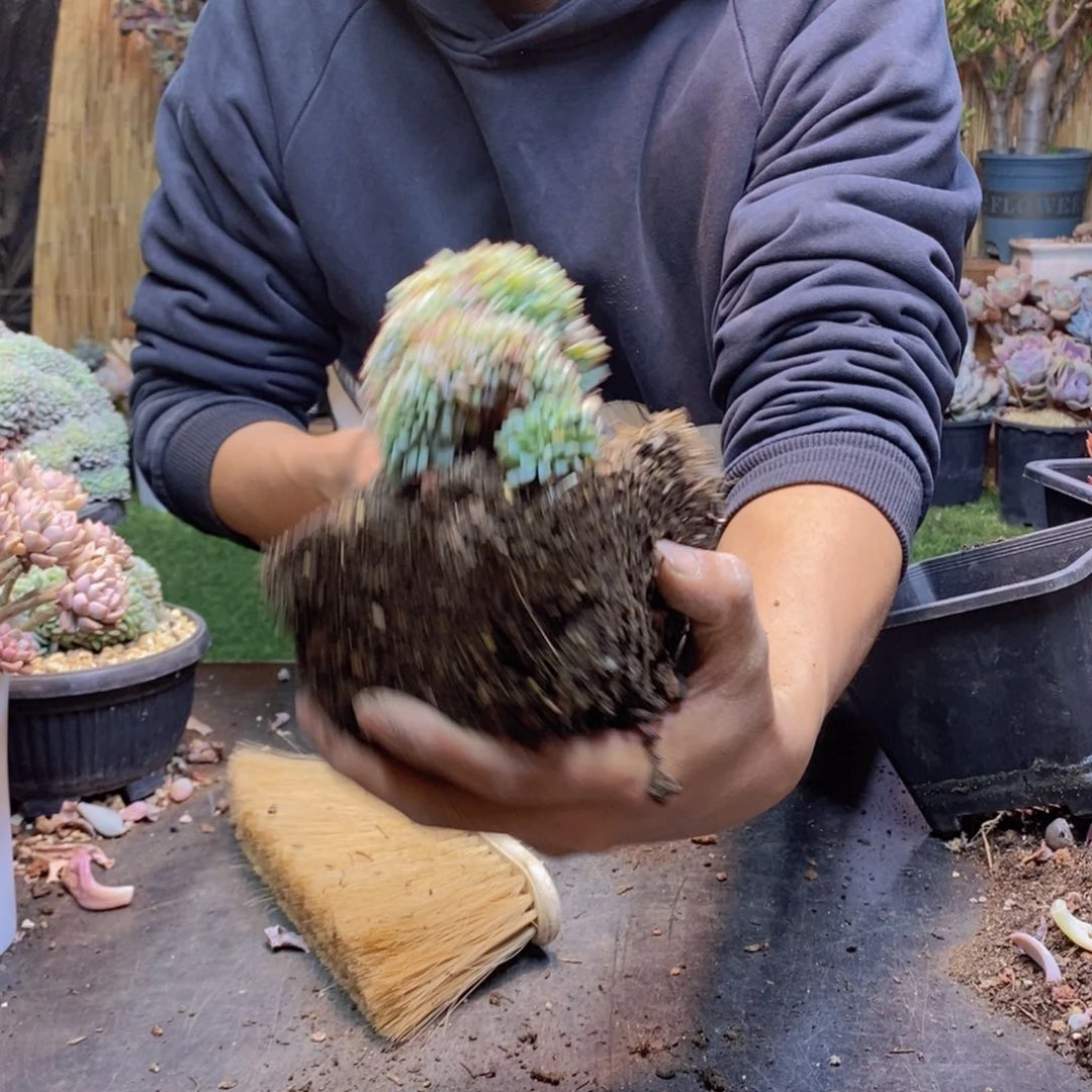 陈*慷65号白胖子缀多肉