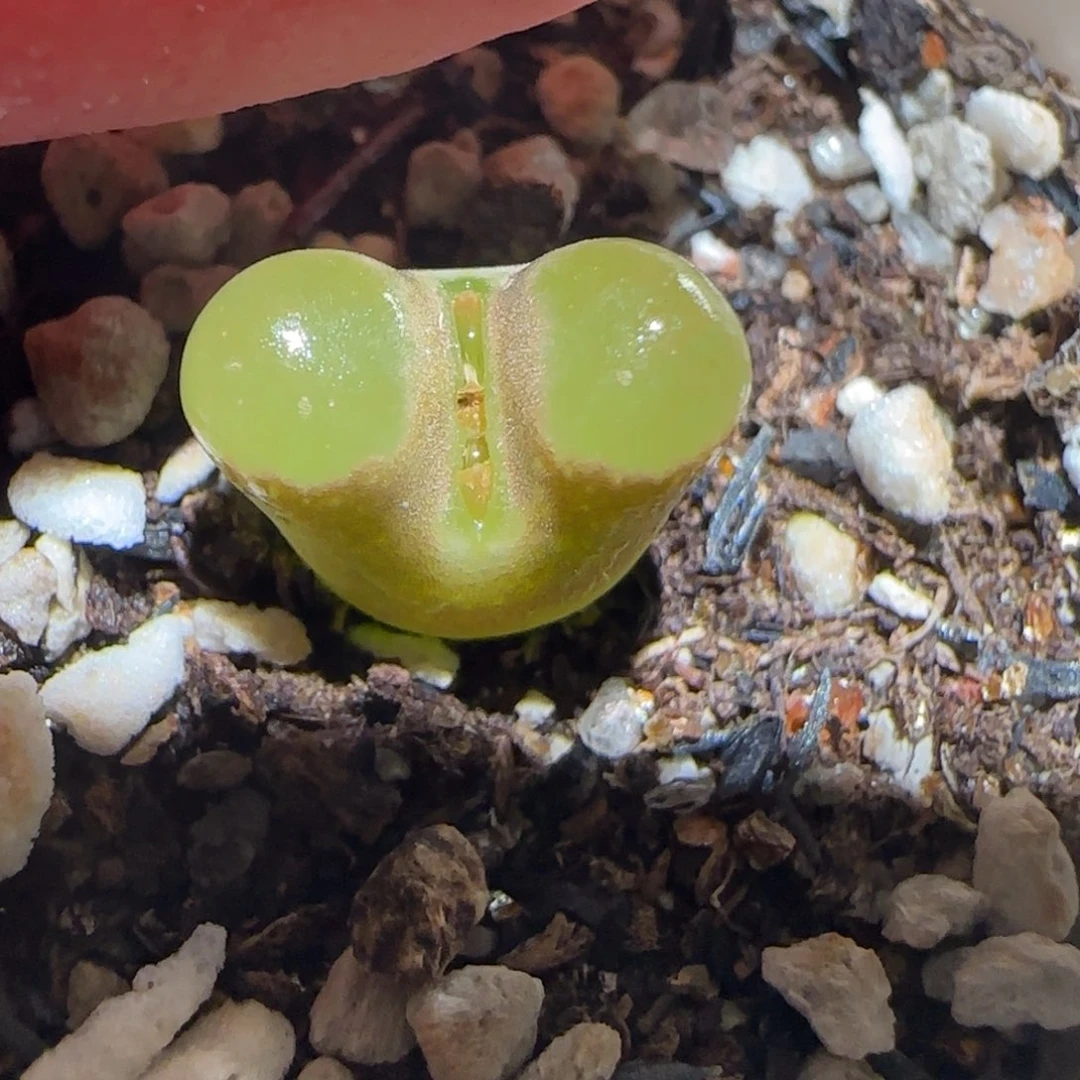 肉锥多肉植物百科-磁铁1495