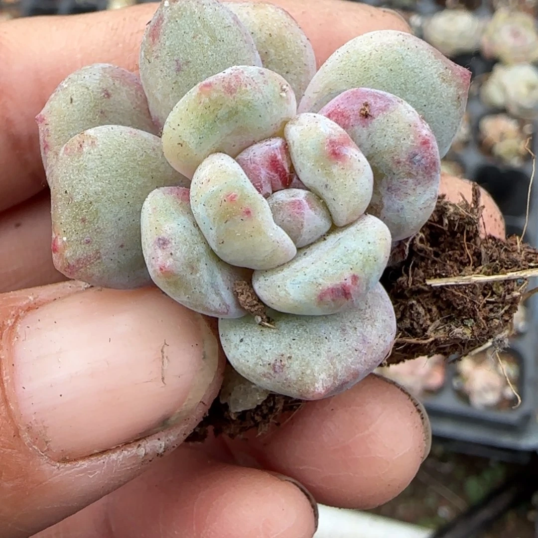 多肉小卡拉米糖心一物一拍