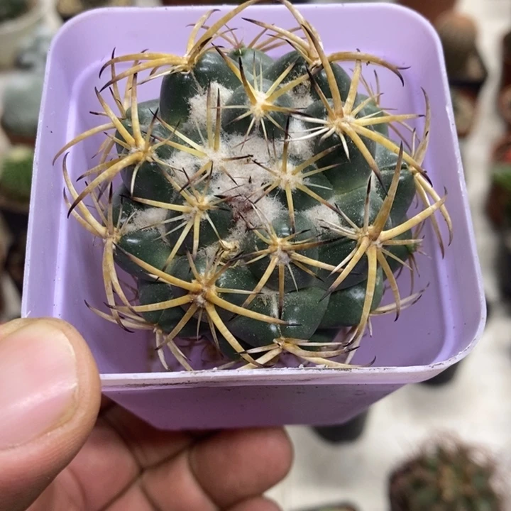 实生天丝象牙特价