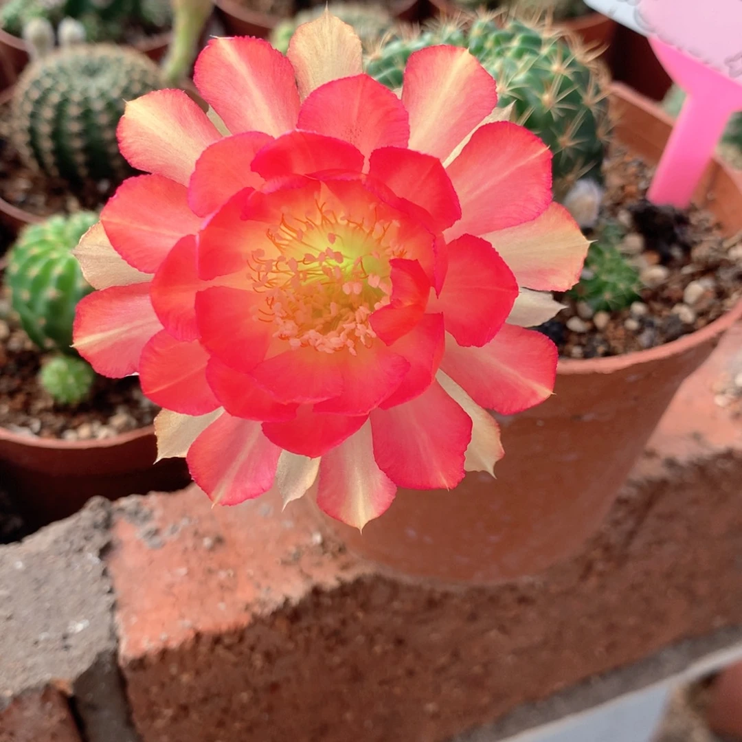 陈**学8391实生丽花10公分杯瑕疵