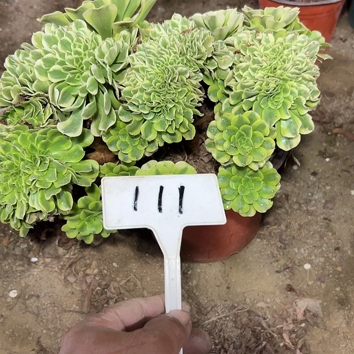 多肉植物绿豆沙缀花111