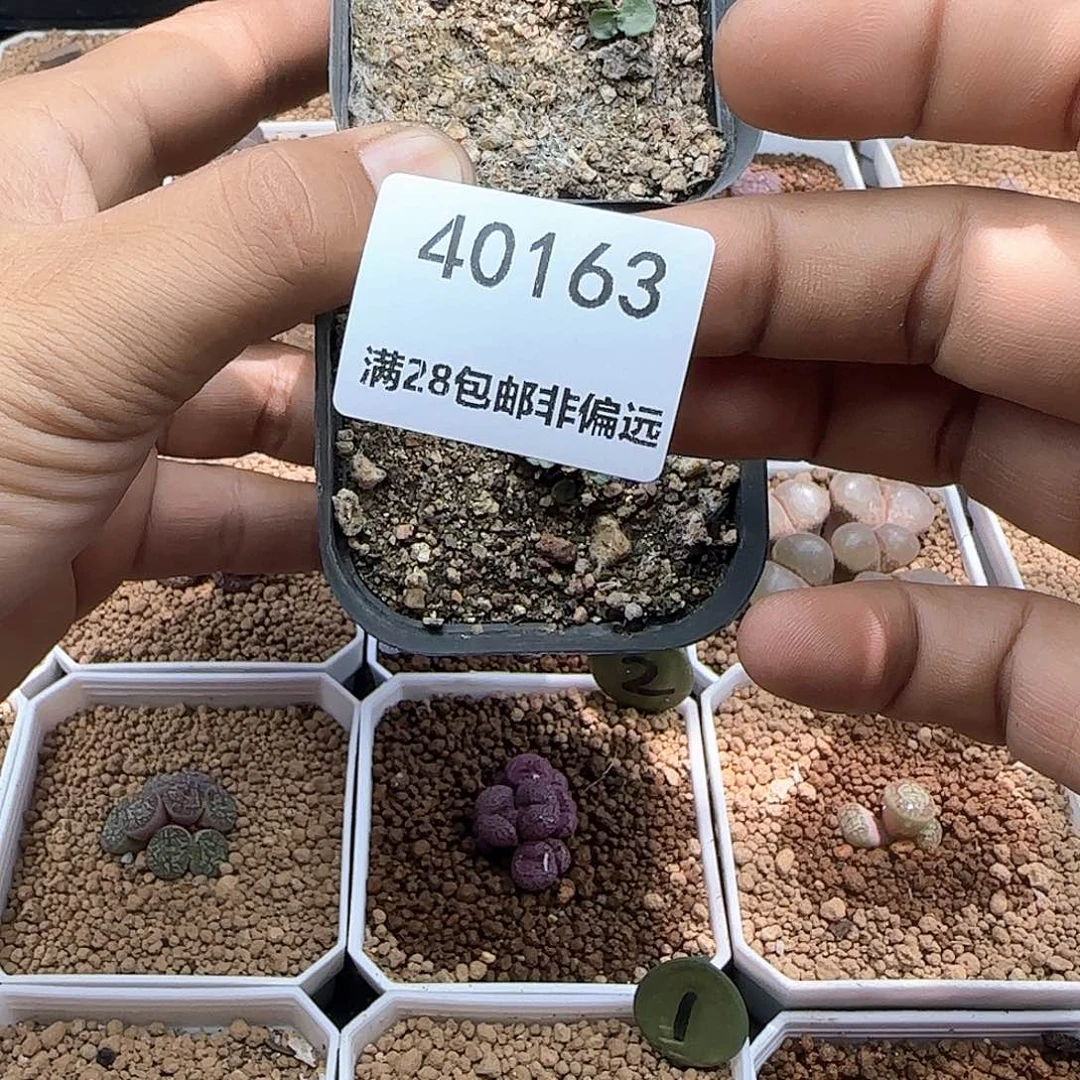 小***好开播福利来啦40163