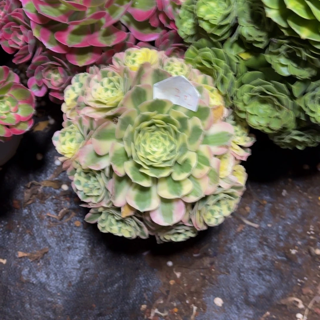 云南迈巴赫好看302号