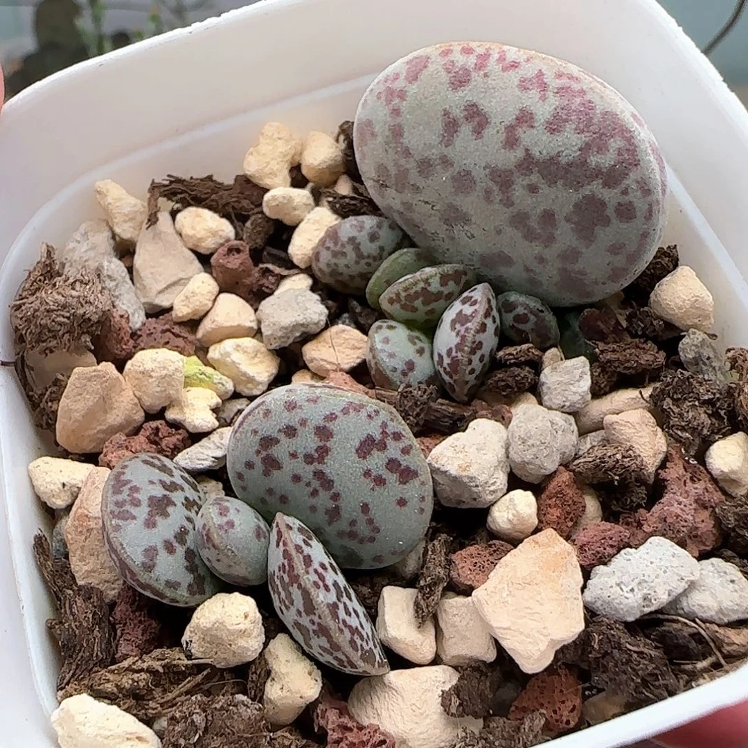 两颗花蛋水泡多肉植物