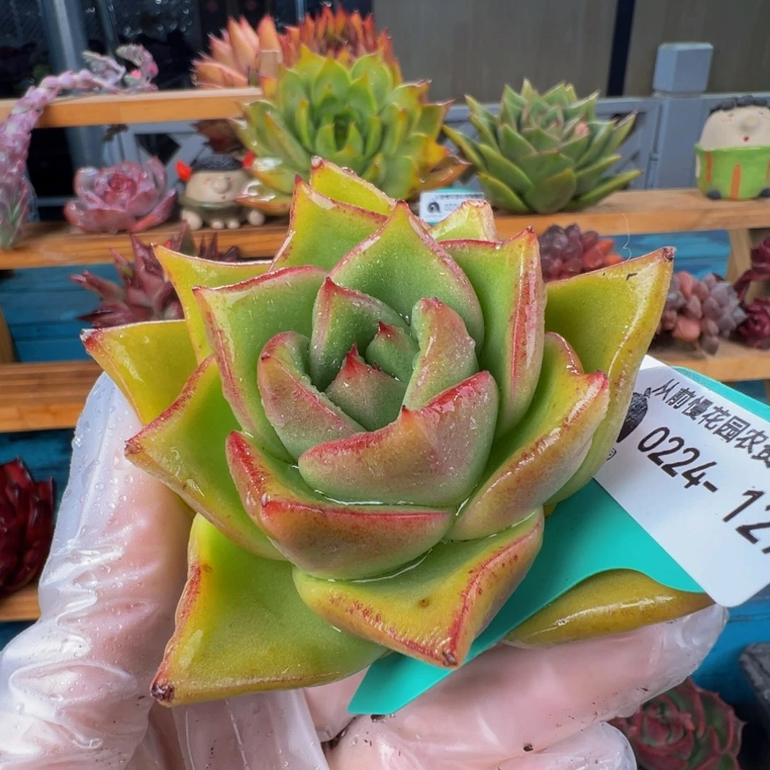 从前慢多肉精选编号0224.127