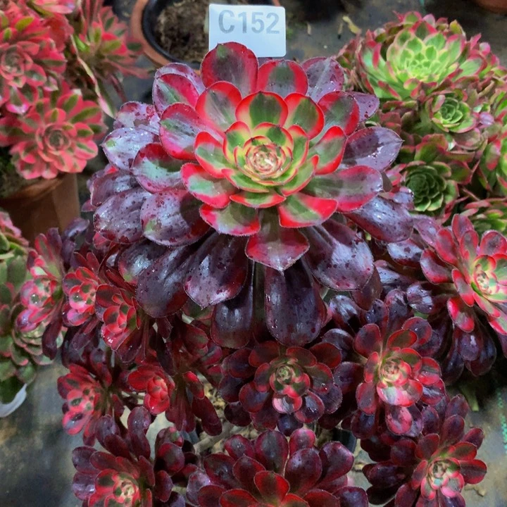 玉**丽娜15200000000000 0