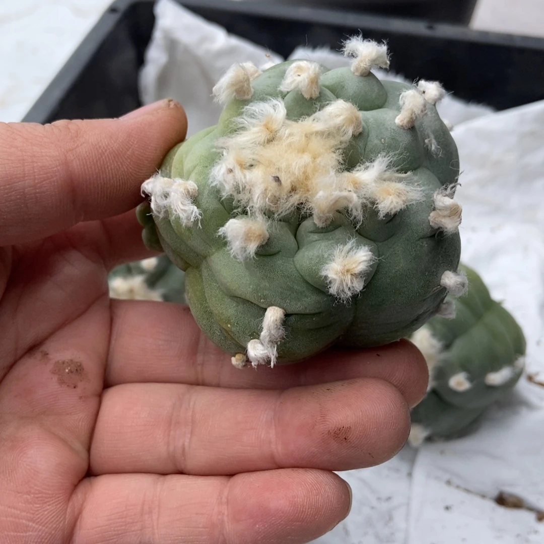 禾**忆无刺仙人球开花了