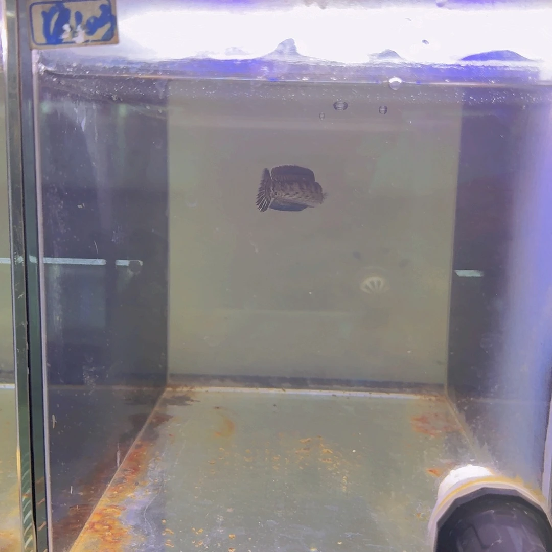 雷龙鱼103黄金眼镜蛇雷龙鱼