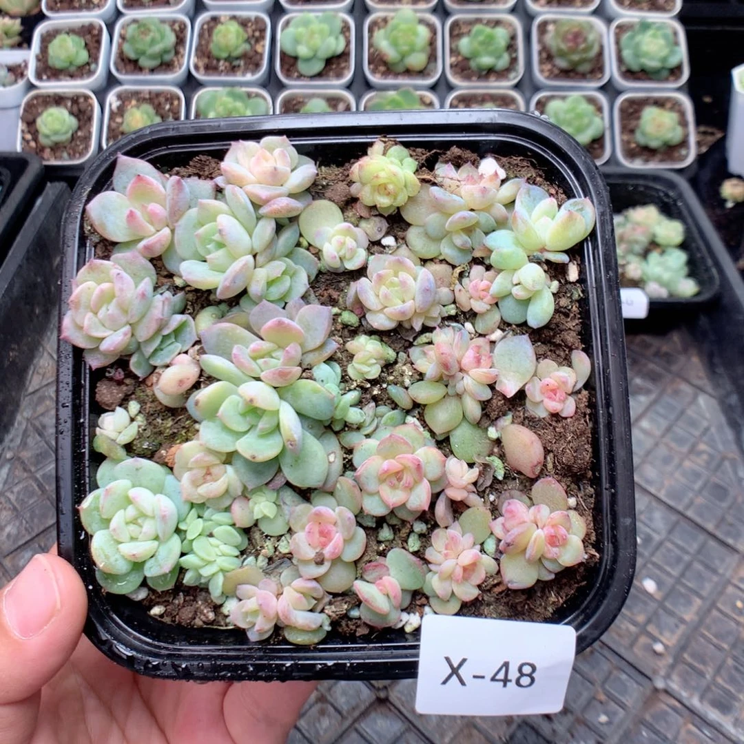 无花朵X48英语英语